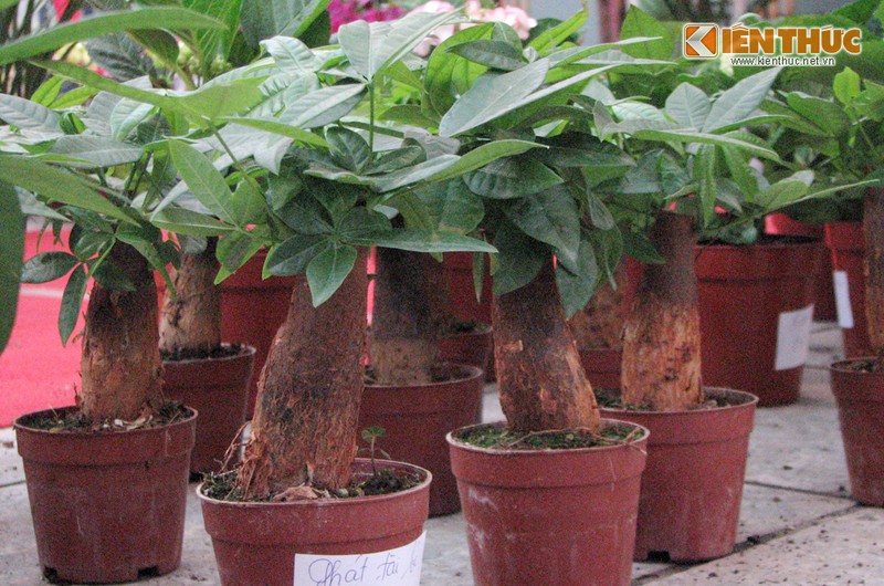 Doc dao hoa bonsai choi Tet “chi Lao Cai moi co“-Hinh-2